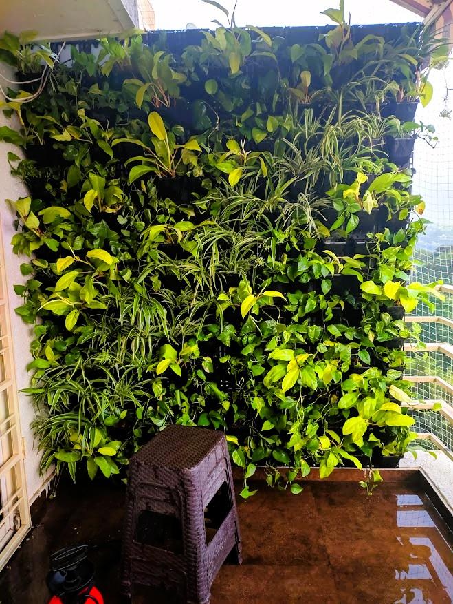 MS frame for a vertical garden on a wall